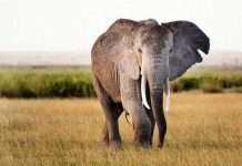 Things to consider before taking kids on an African wildlife safari Tips On Taking Children On Safari