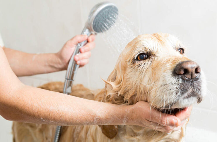 bathing dog advice