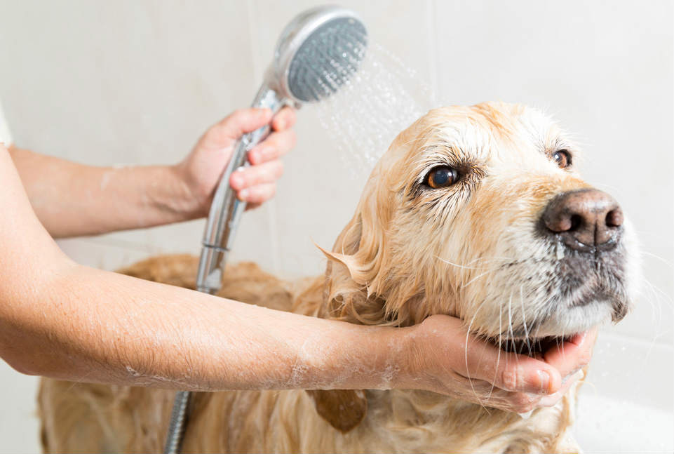 bathing dog advice