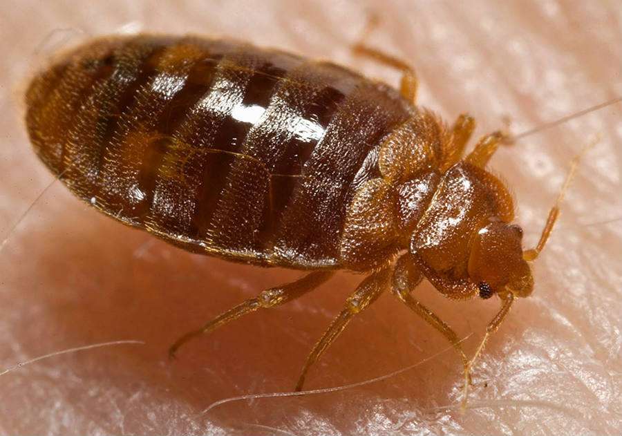 bed bugs how to check for them