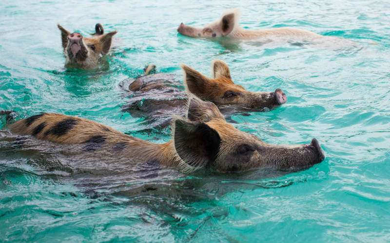 Swimming with Pigs in The Bahamas