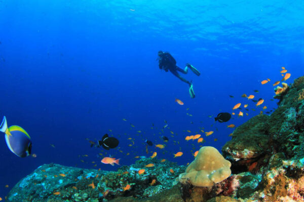 Snorkelling in Port Palmarola