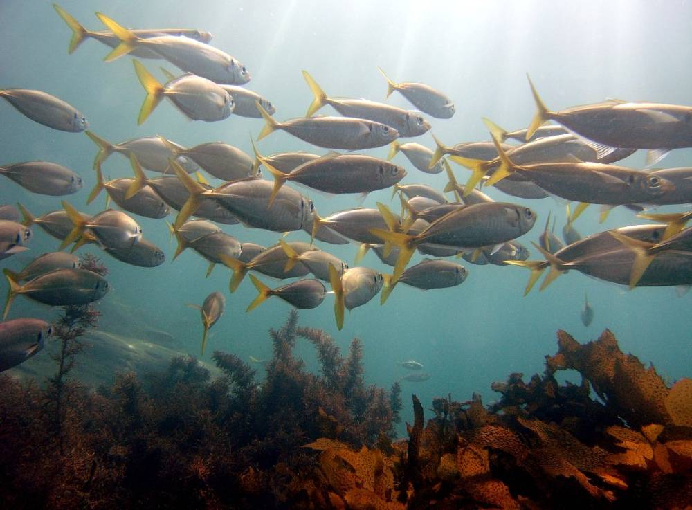 scuba diving brighton