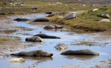 Skegness Seal Hospital Says Keep Away From Seals on The Beach donna nook seals viewing area