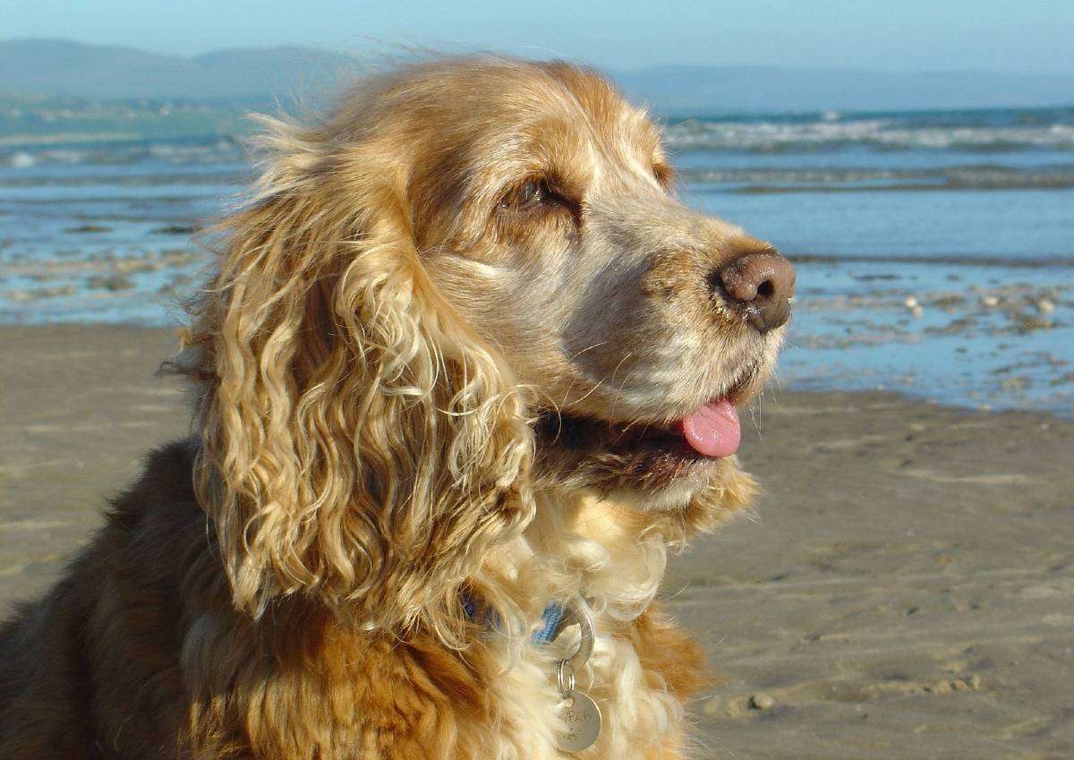 Over 400 Dog Walkers Fined For Ignoring Cleethorpes Beach Rules