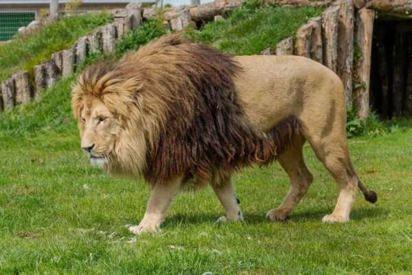 Wolds Wildlife Park Review