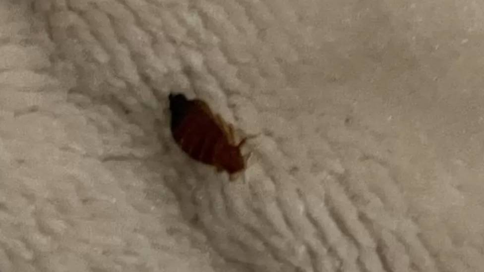 Skegness Butlin’s Holiday Ruined By Bed Bugs 1 Butlins bed bugs