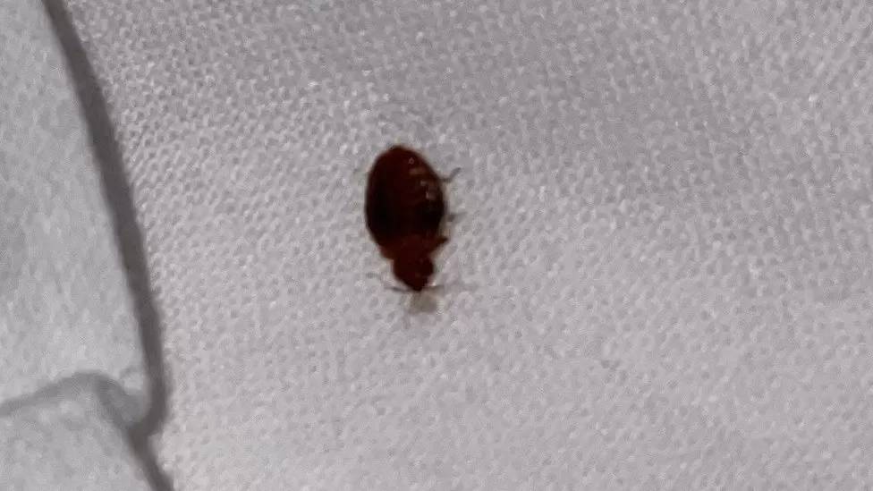 how to find hotel bed bugs