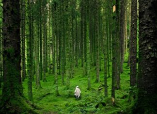 Therapeutic Benefits of Forest Bathing