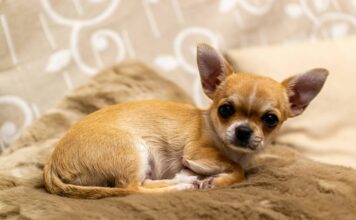 How To Cut Chihuahua’s Dog Nails Solved By Number One Chihuahua Blog How To Cut Chihuahua's Dog Nails