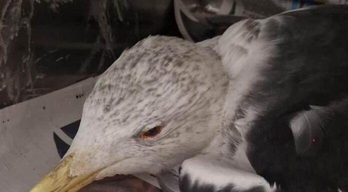 Lincolnshire Police investigate after gull is shot near Metheringham Quarry Police investigate after gull is shot near Metheringham Quarry
