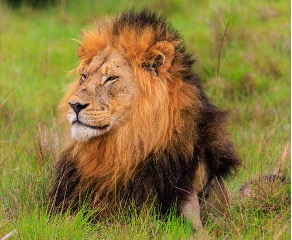 Mafari Tours